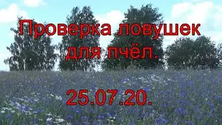 Проверка ловушек для пчёл. 25.07.20.