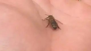 my honey bee, (пчелы)