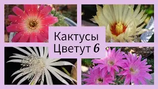 2024.Цветут Кактусы.6 серия