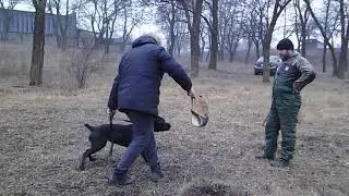кане корсо Нора . тренинг 18,01,20