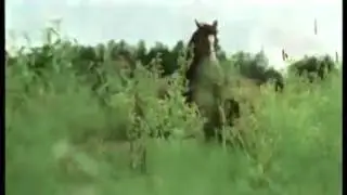 Витас   Берега России