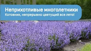 Неприхотливые многолетники. Котовник, непрерывно цветущий всё лето