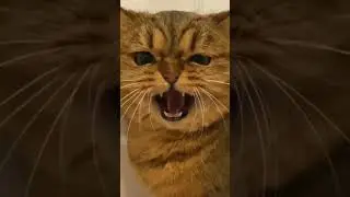 Cute Cats Videos🐈Train Your Cat 🔥 