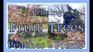 HOW TO PRUNE FRUIT TREES_ PEACHES & PLUMS #pruning  #fruit #trees #peaches #plums #farming
