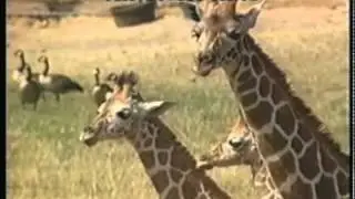 Animal Planet