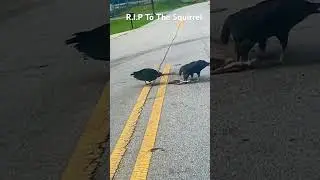 Vultures Destroying the poor Squirrel 💔🙏🏾 #vultures #birds #earlymorning #viralvideo #shorts