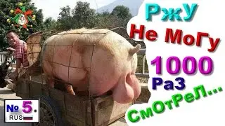 Лучшие приколы! Смешное видео! Смешные животные! Смешные приколы! Приколы! ржа! 2 3