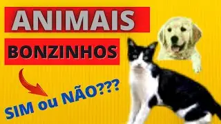🐱ANIMAIS BONZINHOS! E SE a Gente Fosse Animais? (Cão e Gato)