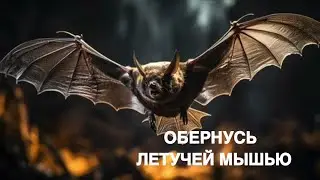 ОБЕРНУСЬ ЛЕТУЧЕЙ МЫШЬЮ…ТАЙНА ЧАРОДЕЕВ…ДЛЯ ВСЕХ…ведьмина изба