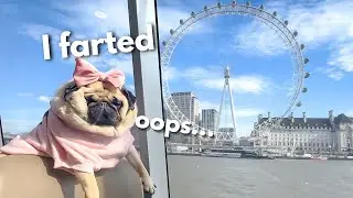 My Dog Rents a Boat in London 🇬🇧