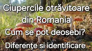 Ciupercile toxice din Romania/ Cum se deosebesc/Specii asemănătoare