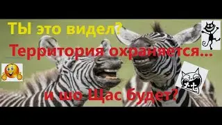 Самые смешные прикольные животные Веселое утро !) Merry morning!)