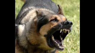 Mgtow  2021 -  Every Dog That Barks!