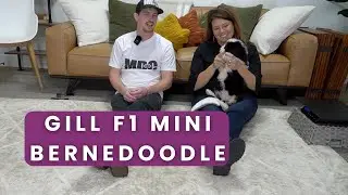 Gill Our Available F1 Mini Bernedoodle Puppy Here at Mountain Dog Companion!