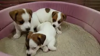 Джек Рассел терьер щенки 1 месяц
