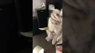 Коты. Кот и клейкая лента Cats. Cat and duct tape