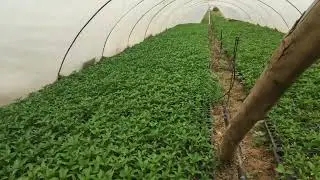 Current status of 1-month-old pepper seedlings and what to do