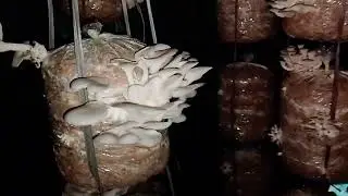 ঘৰতে কেনেকৈ কাঠফুলাৰ খেতি কৰি ব্যৱসায় কৰিব পাৰি। Contac কৰিবলৈ ৯১০১২৪৩৬৫৫ যোগাযোগ কৰিব ।