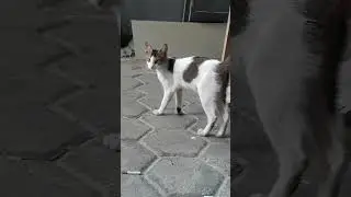 Kucing putih lucu dan imut viral di tiktok