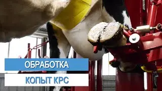 ОБРАБОТКА КОПЫТ У КОРОВ. Обрезка копыт. Лечение копыт у коров.