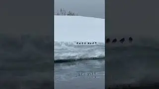 Purple Sandpipers at Shoal Cove #SHORTS
