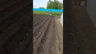 Весна вернулась. И НАЧАЛОСЬ. И посеем и посадим. Липецк. 16 мая 2024г