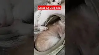 pinag kasya nila ma2log sa tsinilas ko
