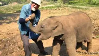 Adorable Dumbo 