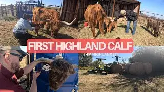 New Highland Baby!