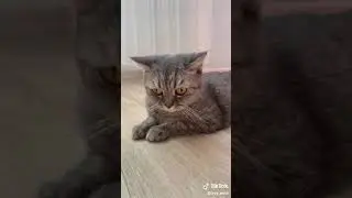 Смешные 🐈 коты.