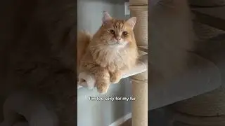🤣🤣 #kitty #catlover #cutecat #kitten #cutepet #cute #love #cat #kitten #cats