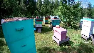Главный медосбор в разгаре