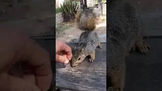 #1 Petting wild Squirrel 9/23/2023