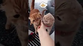 Живущие вместе кошки это еще тот квест🤪 