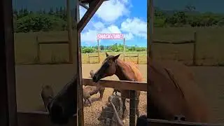Feeding a horse a snack