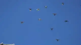 Полеты на Марганецком голубедроме  12 05  22г