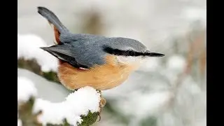 Vögel im Winter 2017