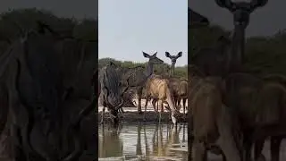 Wait for it! 