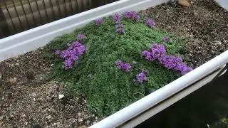 Чабрец ранний