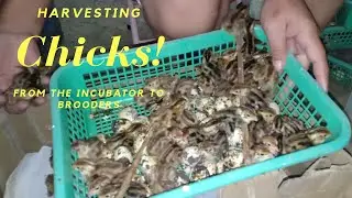 Quail Farming: Harvesting Chicks from the Incubator