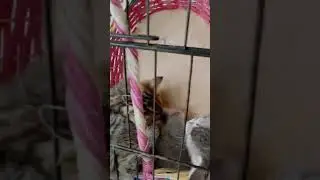 Kucing lucu