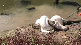 Albino python swallows crocodile alive _ part 1