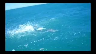 Thresher shark action, fishing Victor Harbor