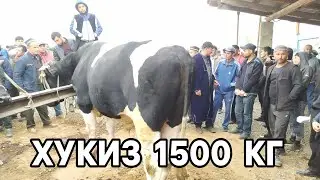 КАТТА ХУКИЗ 1500 КГ САРИОСИЁ БОЗОРИ 21 октября 2021 г.