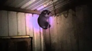 Coon Disposal