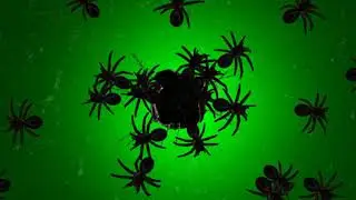 Spider green screen effect video. Chorma key background green screen effect video.