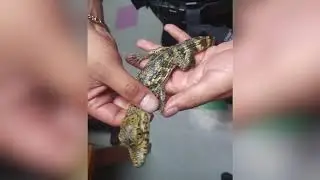 Día Mundial de la Vida Silvestre