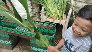 Ngasih makan Ayam dan Kambing sampe Kejar Kejaran