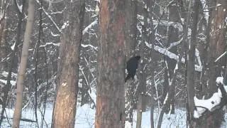 Желна /Dryocopus martius