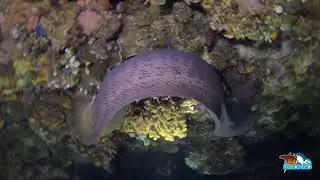 Night Dive in Shipwreck